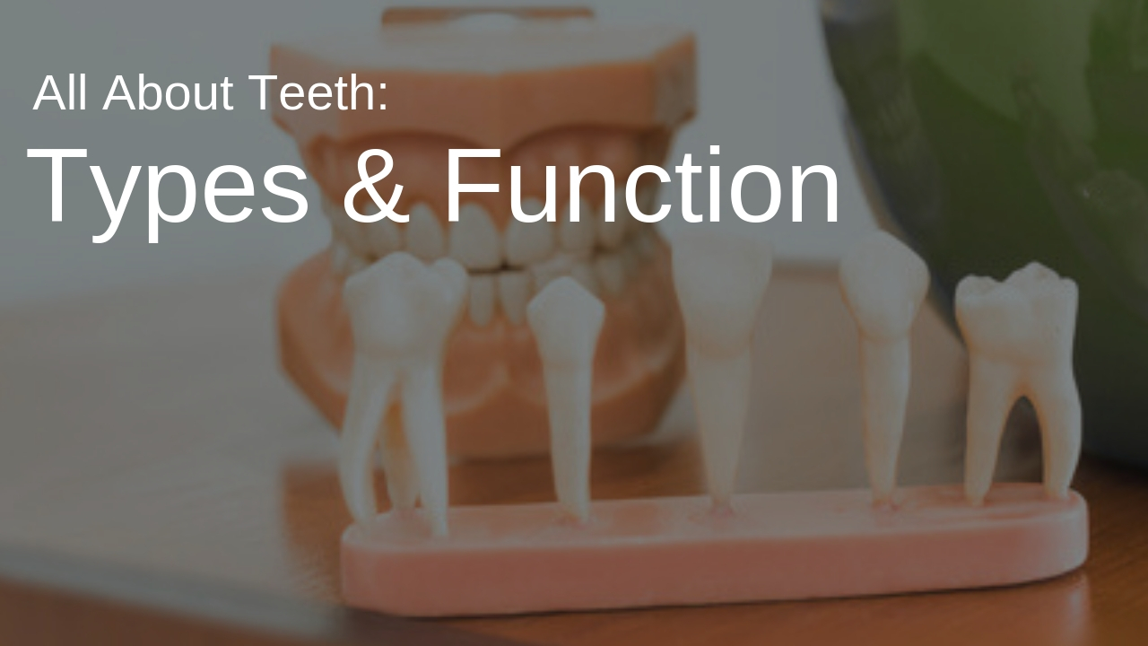 All About Teeth Types And Function